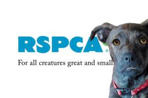 Society for the Prevention of Cruelty to Animals, Chandigarh