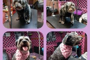 Pet Grooming Home Service, Chandigarh