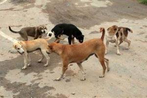 People For Animals chandigarh, Chandigarh