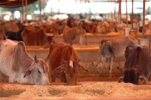 Haryana Khal and Feed Bhandar, Kharar