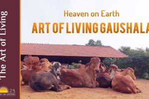 Gaushala, Mohali
