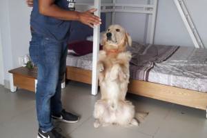Bruiser Dog Training Center, Chandigarh