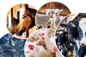 Animal Husbandry Department, Chandigarh