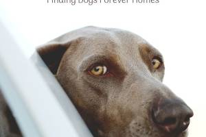 Save a Stray, Noida