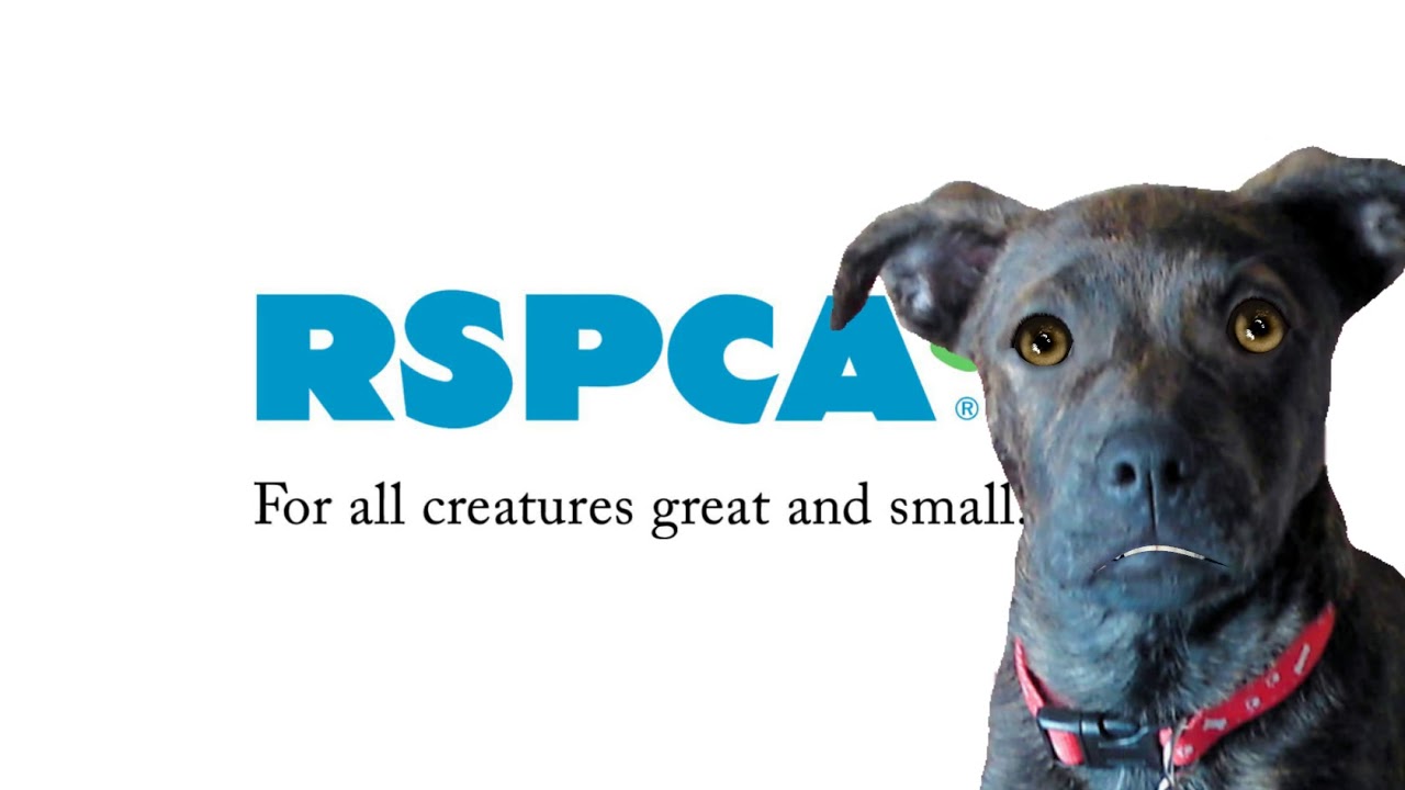 House Of Stray Animals, Noida