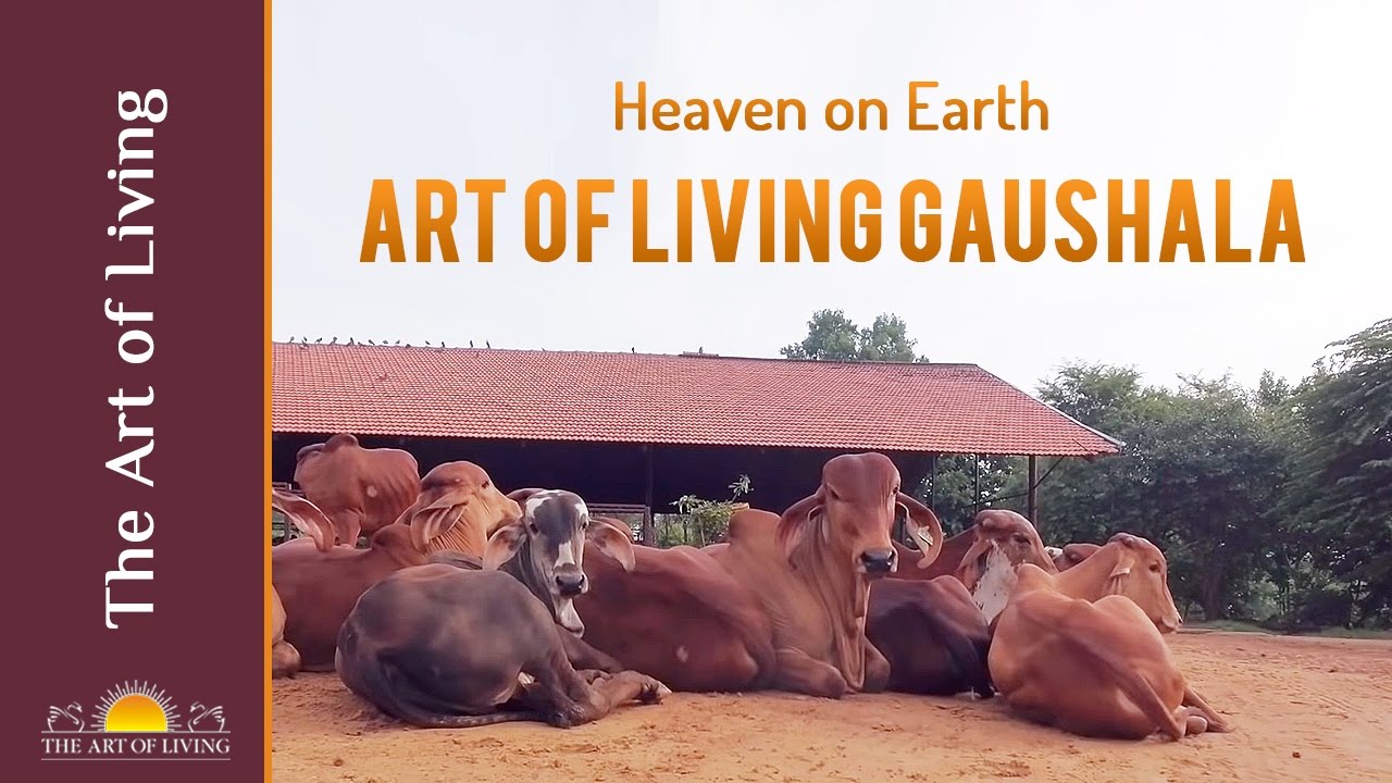 Animal care center chandigarh