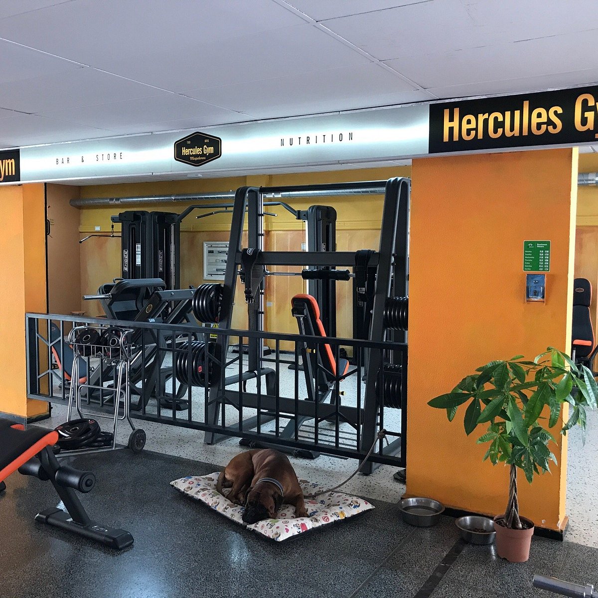 Hercules gym