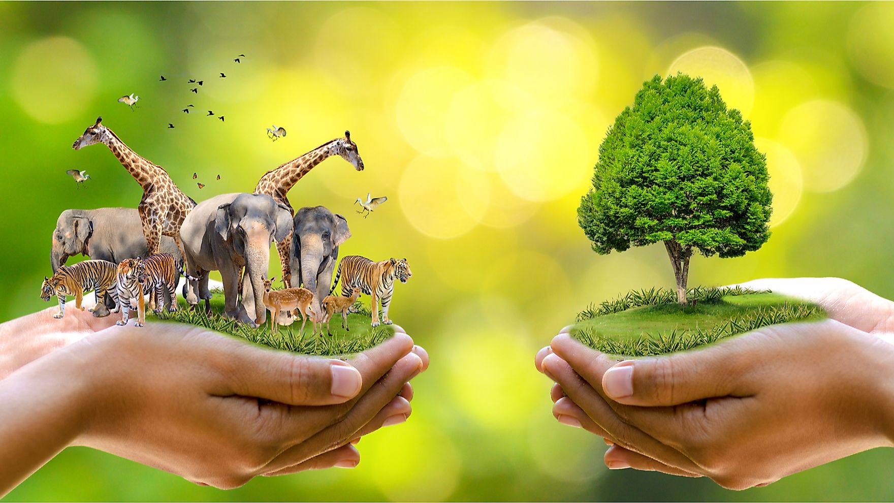 Environment Conservation and Afforestation Foundation, Chandigarh