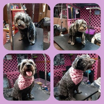 Pet Grooming Home Service, Chandigarh