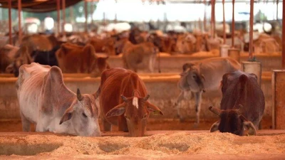 Haryana Khal and Feed Bhandar, Kharar