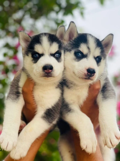 Ghai Dog Kennel, Chandigarh