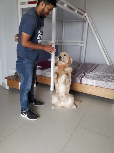 Bruiser Dog Training Center, Chandigarh