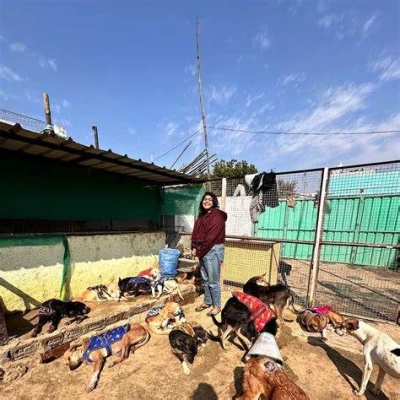 Bezubaan Animal Welfare Foundation, Chandigarh