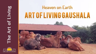 Gau Mata Seva Sanstha, Ghaziabad