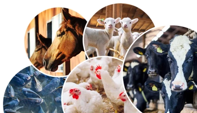 Animal Husbandry Department, Chandigarh