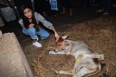 Bombay Society For Prevention Of Cruelty To Animals