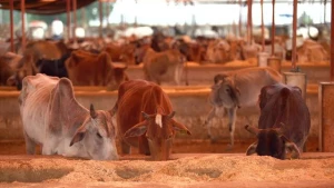 Tiny Tails Home, Noida logo