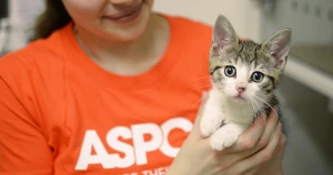 Society for the Prevention of Cruelty to Animals, CHandigarh logo