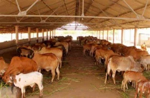 Gau Mata Seva Sanstha, Ghaziabad logo