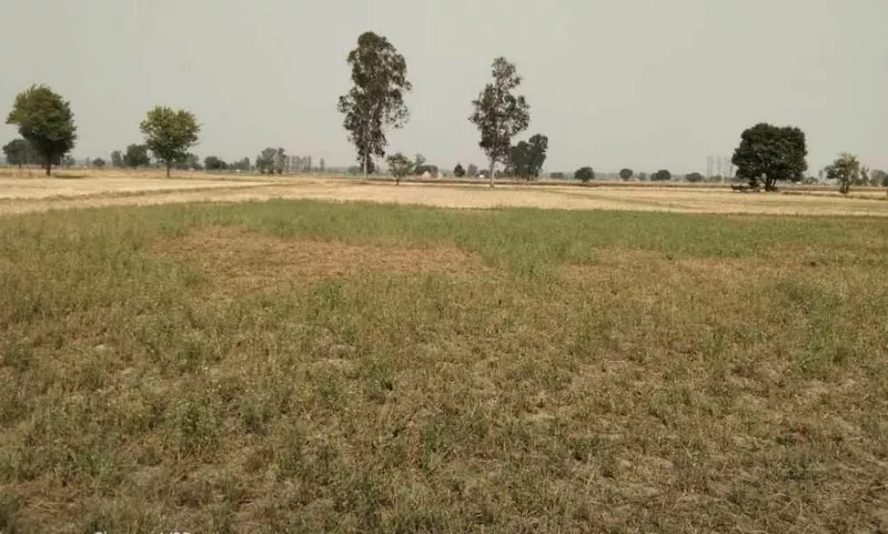 Prime 15 Acre Farm Land Available on Patiala Road, Zirakpur
