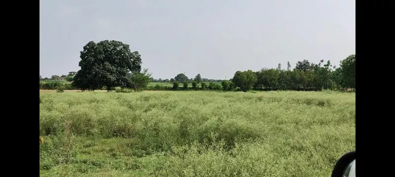Spacious 7 Acre Agricultural Land for Sale in Kurali, Mohali