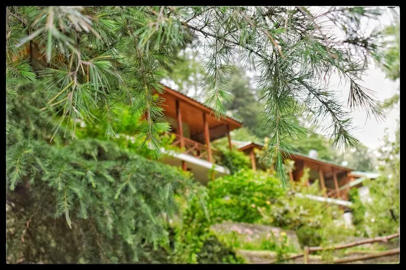 Start Your Day with Himalayan Sunshine at Tall Trees Resort