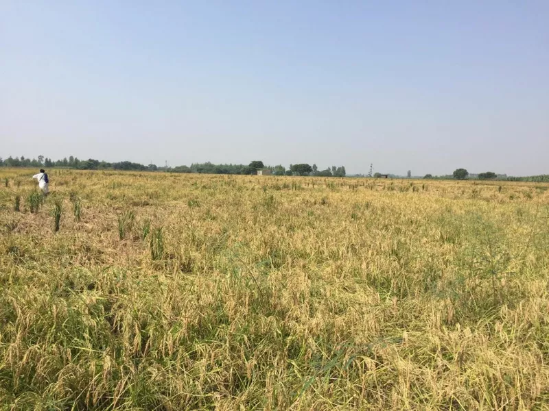 Prime Agricultural/Farm Land for Sale in Lalru, Chandigarh – Invest in Your Future!