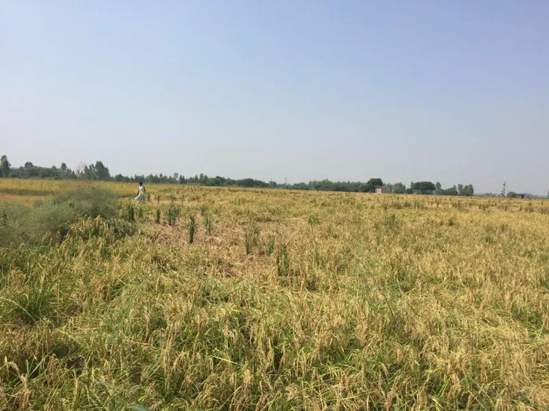 Prime Agricultural/Farm Land for Sale in Lalru, Chandigarh – Invest in Your Future!