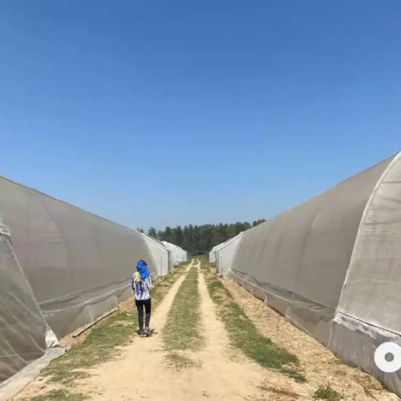 125 Acre Agricultural Land for Sale in Basti Lalpura, Sehjadpur Naraingarh Highway, Ambala, Haryana