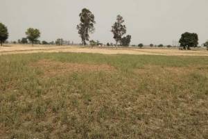 Prime 15 Acre Farm Land Available on Patiala Road, Zirakpur - Electronic Stores in India