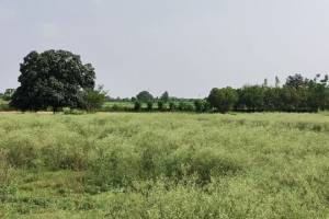 Spacious 7 Acre Agricultural Land for Sale in Kurali, Mohali - Estate Agents For Agriculture Land in India