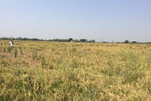 Prime Agricultural/Farm Land for Sale in Lalru, Chandigarh – Invest in Your Future! - Estate Agents For Agriculture Land in India