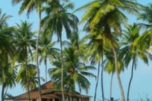 Turtle Nest Resort, Lakshadweep, Luxury Hotel and Best Resort - Travel Agents in India