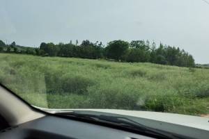 Spacious 7 Acre Agricultural Land for Sale in Kurali, Mohali - Estate Agents For Agriculture Land in India