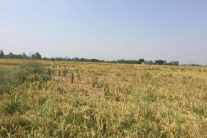 Prime Agricultural/Farm Land for Sale in Lalru, Chandigarh – Invest in Your Future! - Estate Agents For Agriculture Land in India