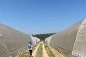 125 Acre Agricultural Land for Sale in Basti Lalpura, Sehjadpur Naraingarh Highway, Ambala, Haryana - Estate Agents For Agriculture Land in India